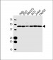FH Antibody (N-term)